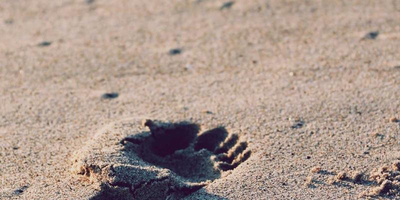 设计、蒸汽波与生活方式：JOJO830如何以艺术化软植入平衡商业与内容调性